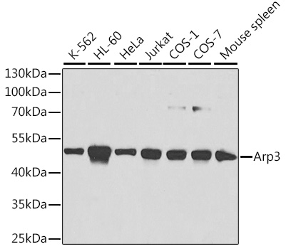 ACTR3 Antibody