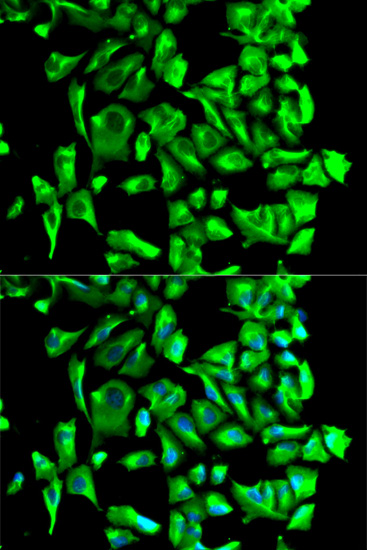 HSP90AB1 Antibody