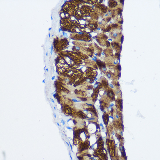 PPP1CB Antibody