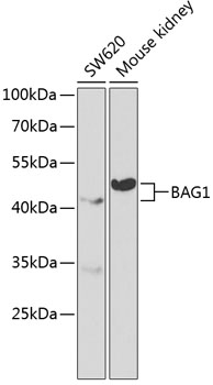 BAG1 Antibody