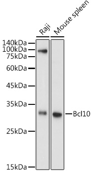 BCL10 Antibody