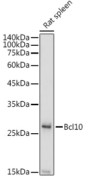 BCL10 Antibody