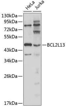 BCL2L13 Antibody