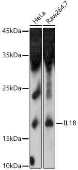 IL18 Antibody