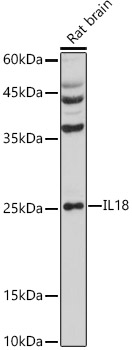 IL18 Antibody