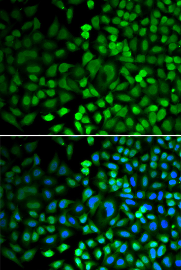 APEX1 Antibody