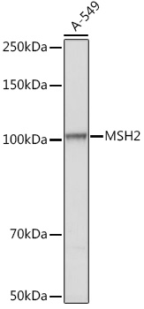 MSH2 Antibody