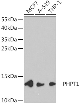 PHPT1 Antibody