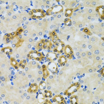 PHPT1 Antibody