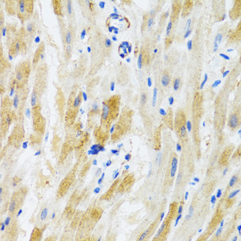 PHPT1 Antibody