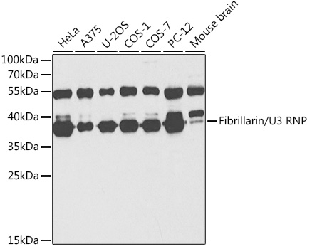 FBL Antibody