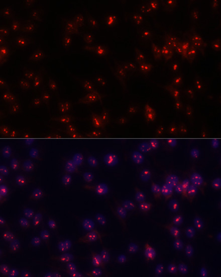 FBL Antibody