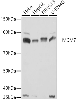 MCM7 Antibody