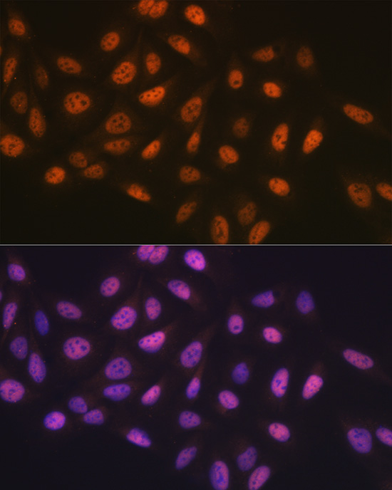 MCM7 Antibody