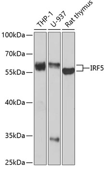 IRF5 Antibody