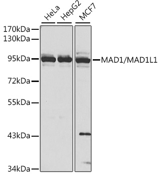 MAD1L1 Antibody