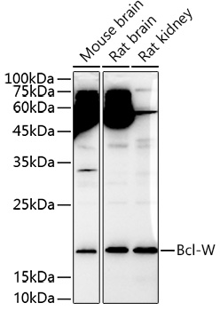 BCL2L2 Antibody