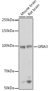 GRIA3 Antibody