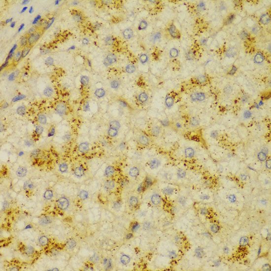 ACTN1 Antibody