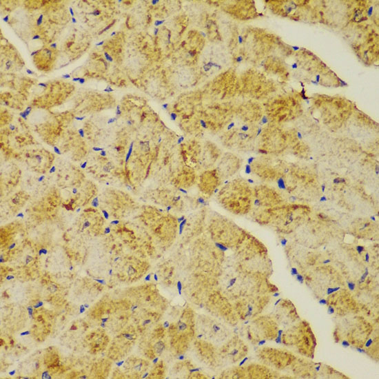 ACTN1 Antibody