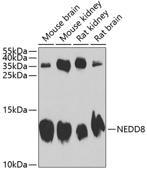 NEDD8 Antibody