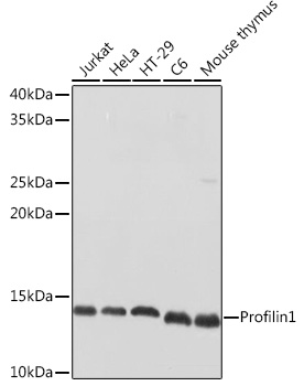 PFN1 Antibody