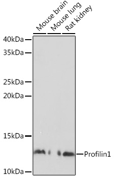 PFN1 Antibody