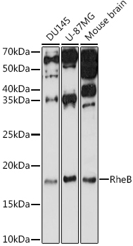 RHEB Antibody