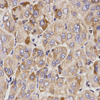 GAS2 Antibody