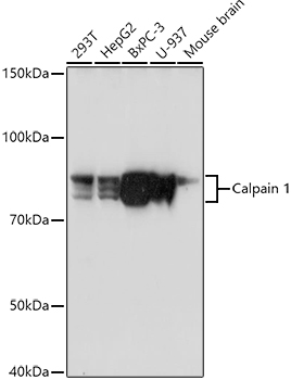 CAPN1 Antibody