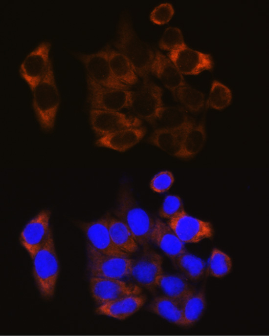 CAPN1 Antibody