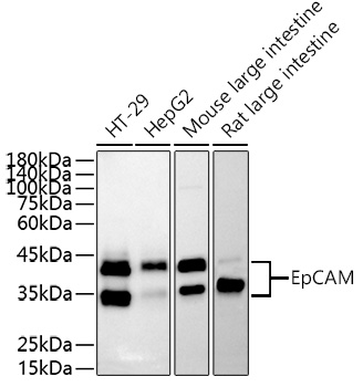 TACSTD1 Antibody