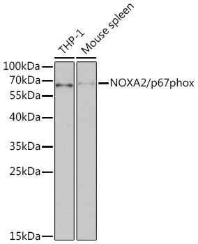 NCF2 Antibody