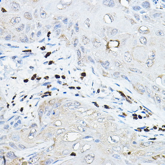 NCF2 Antibody