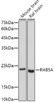 RAB5A Antibody