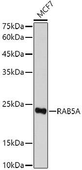 RAB5A Antibody