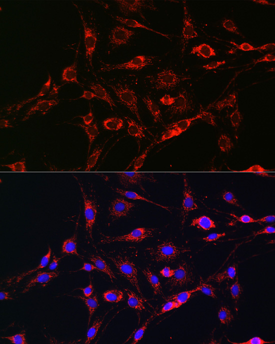 RAB5A Antibody