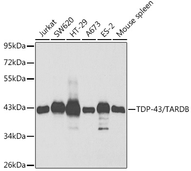 TARDBP Antibody