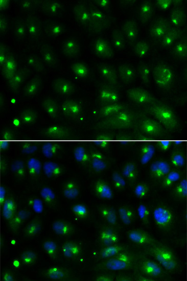 GGA2 Antibody