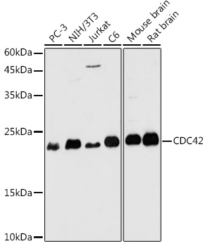 CDC42 Antibody