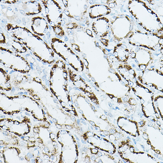 CDC42 Antibody