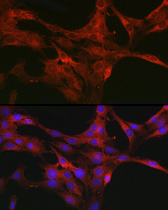 CDC42 Antibody