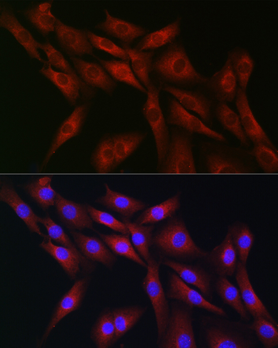 CDC42 Antibody