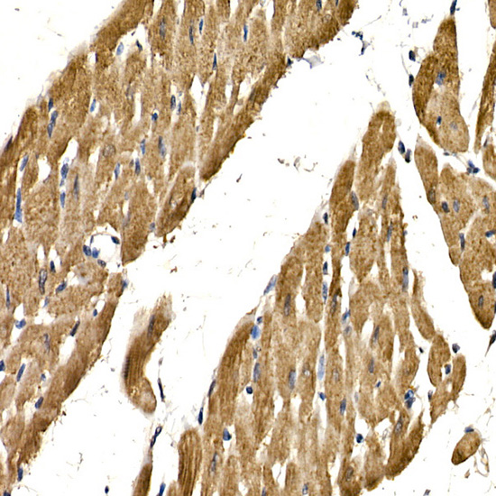 PDGFB Antibody