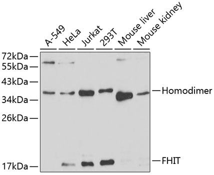 FHIT Antibody