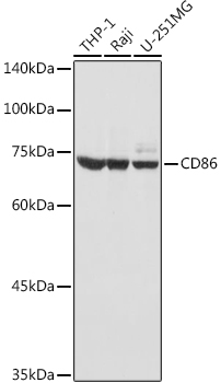 CD86 Antibody