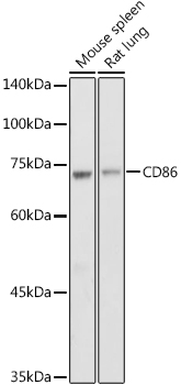 CD86 Antibody