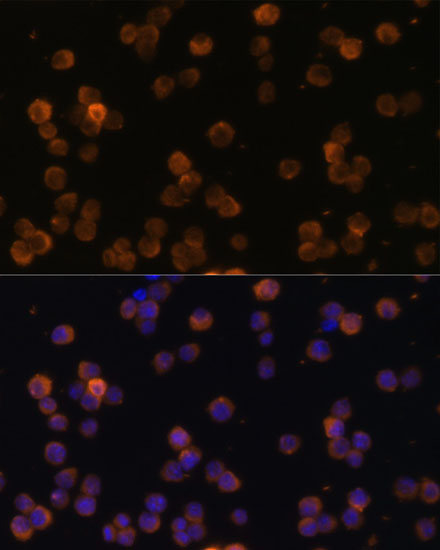 CD86 Antibody