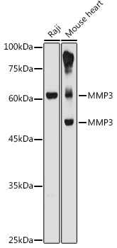 MMP3 Antibody