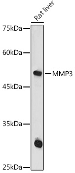 MMP3 Antibody